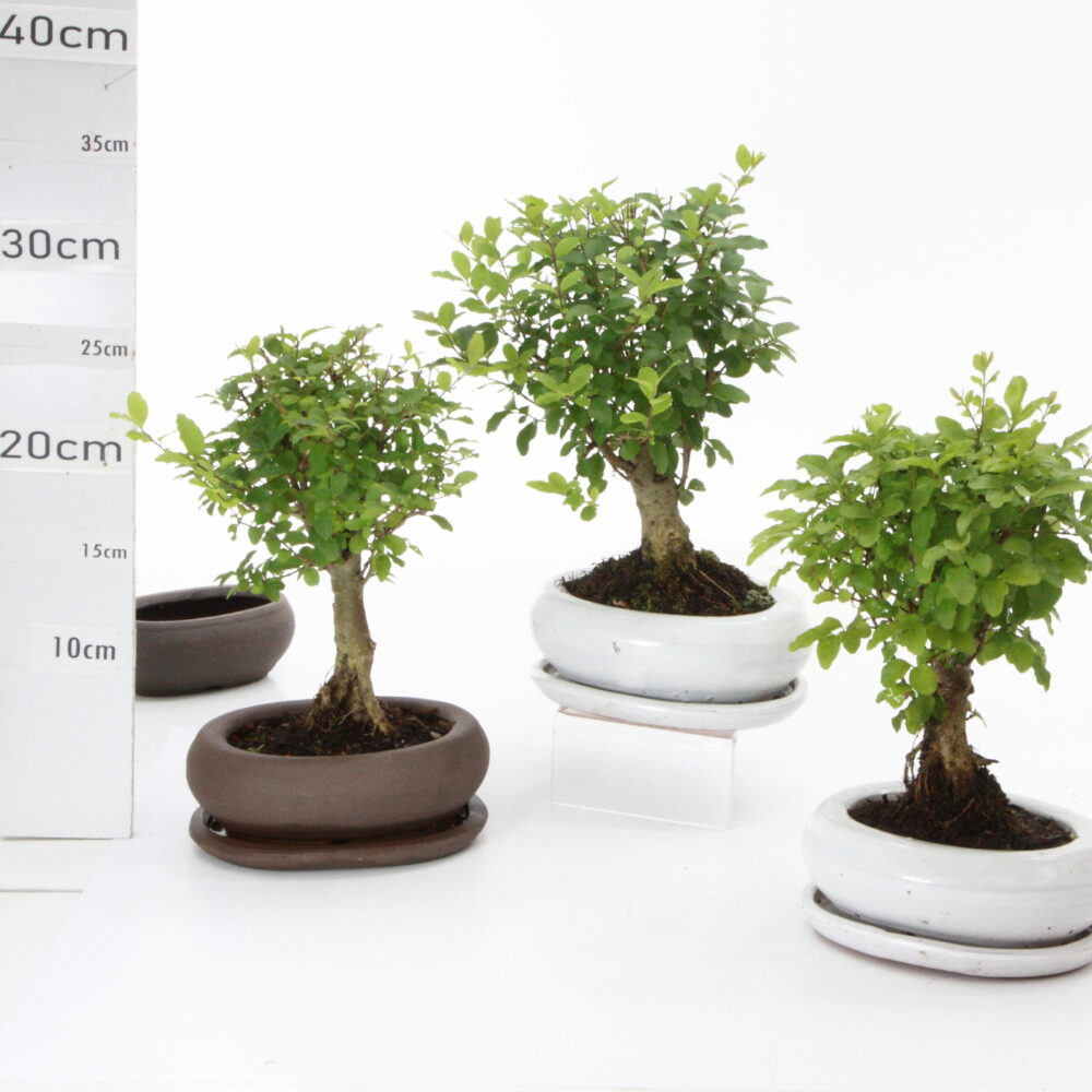 Ligustrum micro M1.5+S