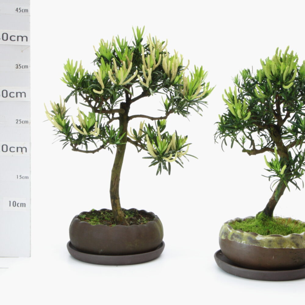 Podocarpus Male M5+S pot Hana 20cm