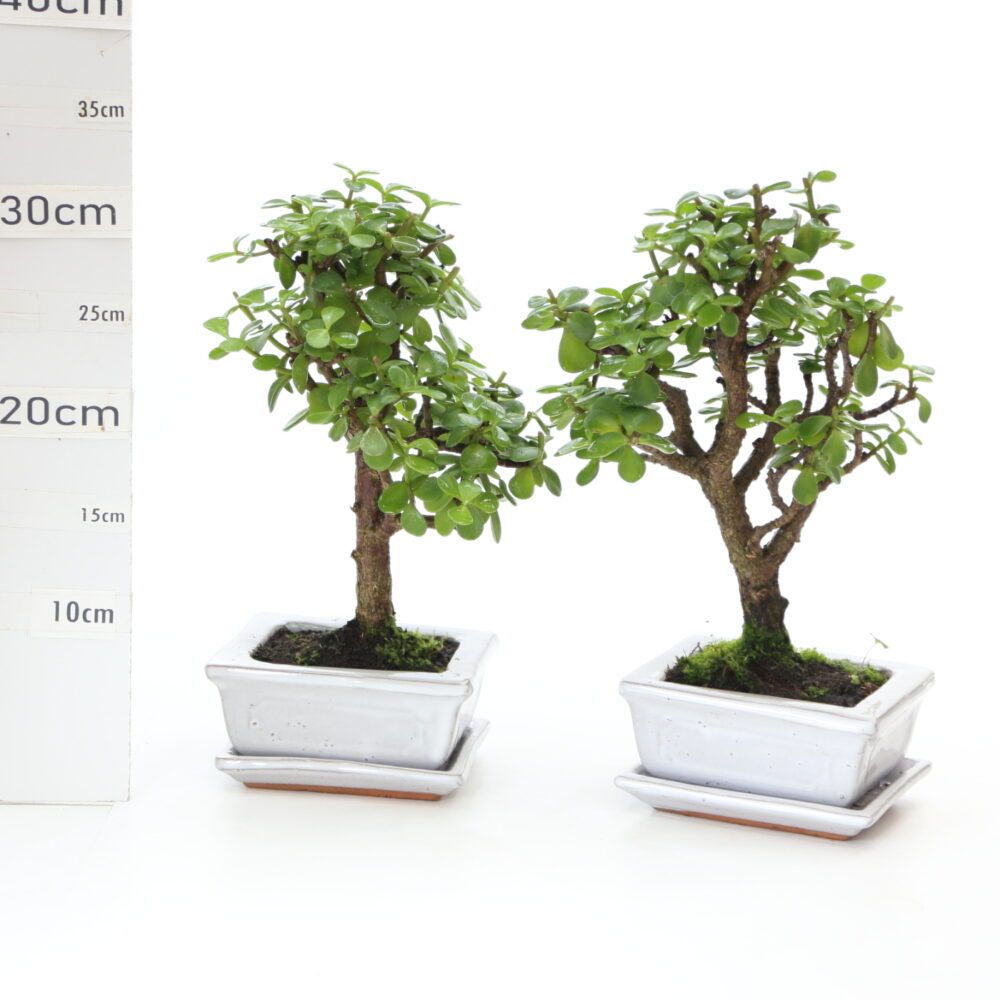 Portulacaria M3+S