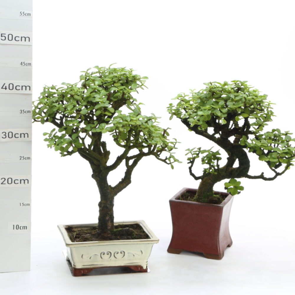 Portulacaria M4.2 pot Yixing