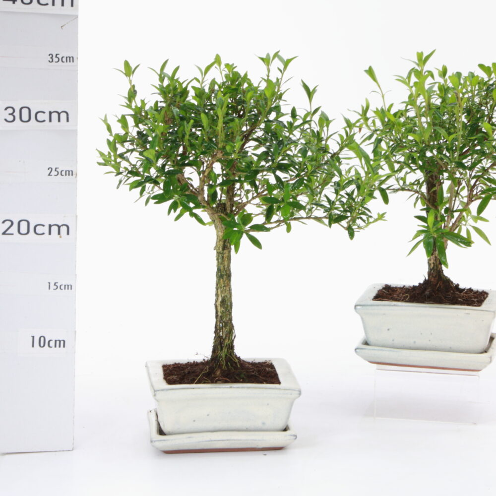 Serissa vert M1,5+S