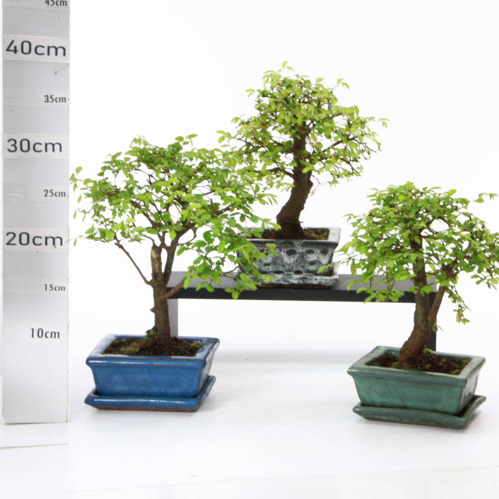 Zelkova Chinensis bl.M2.5+S
