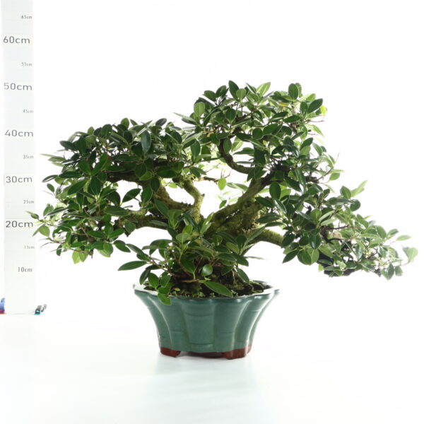 Ficus panda M15.5 40ans