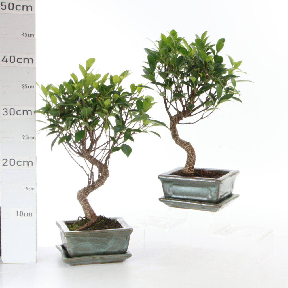Ficus retusa sb M3 promo 2.5+S