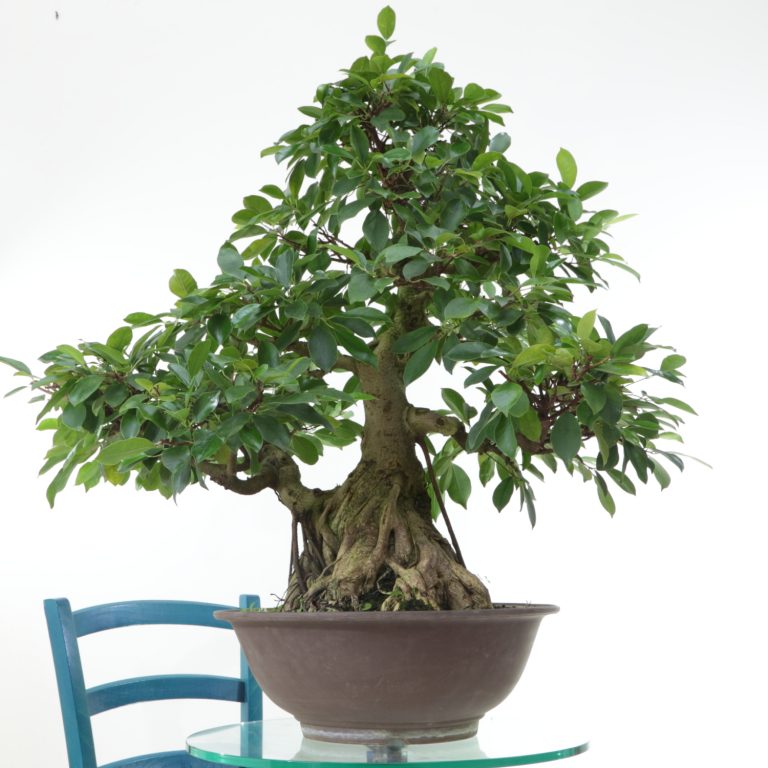 Ficus retusa M15.5 h100cm Bonsaï Oki