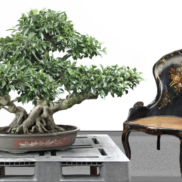 Ficus retusa M24.5 h100cm