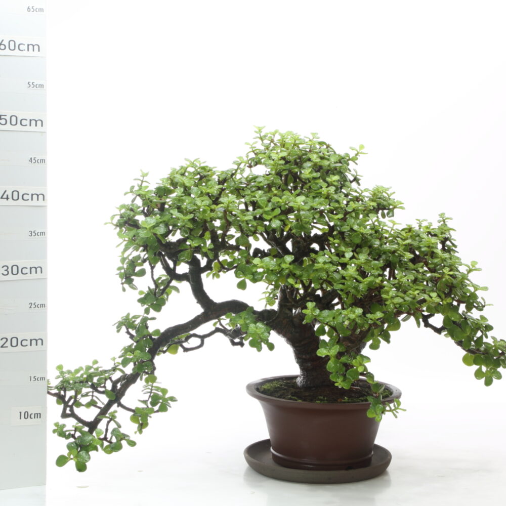 Portulacaria M16+S