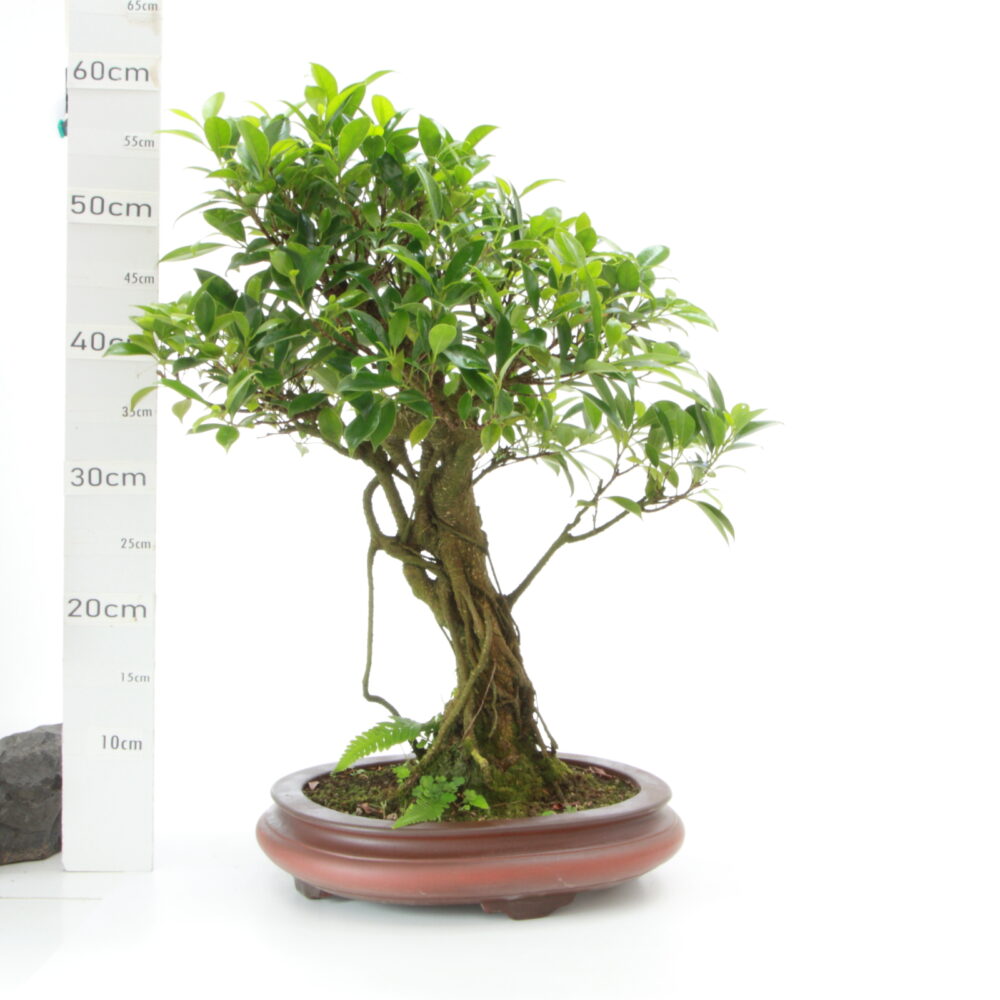 Ficus retusa pot Yixing jaune M8
