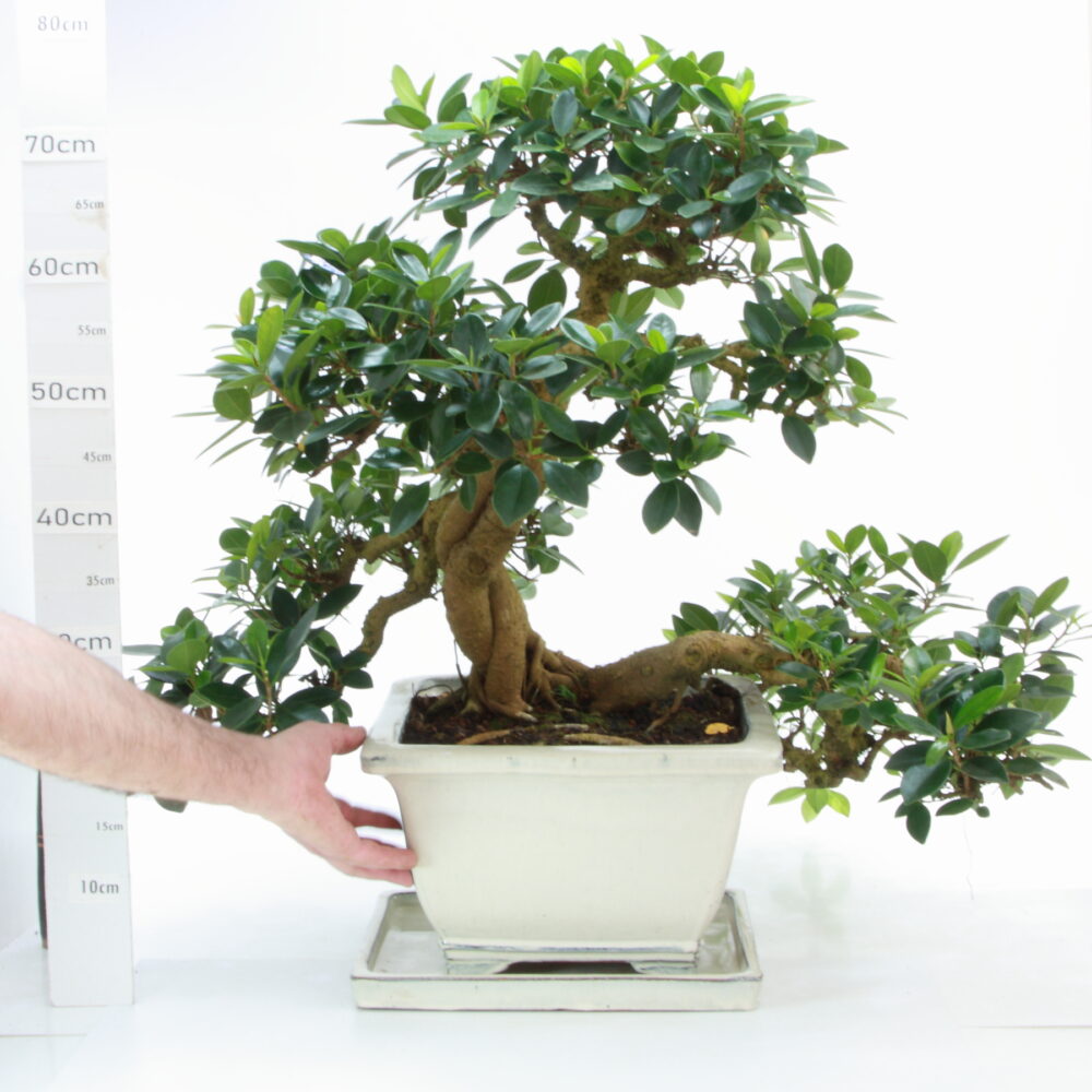 FICUS FORMOSANUM Panda M20.5/65CM