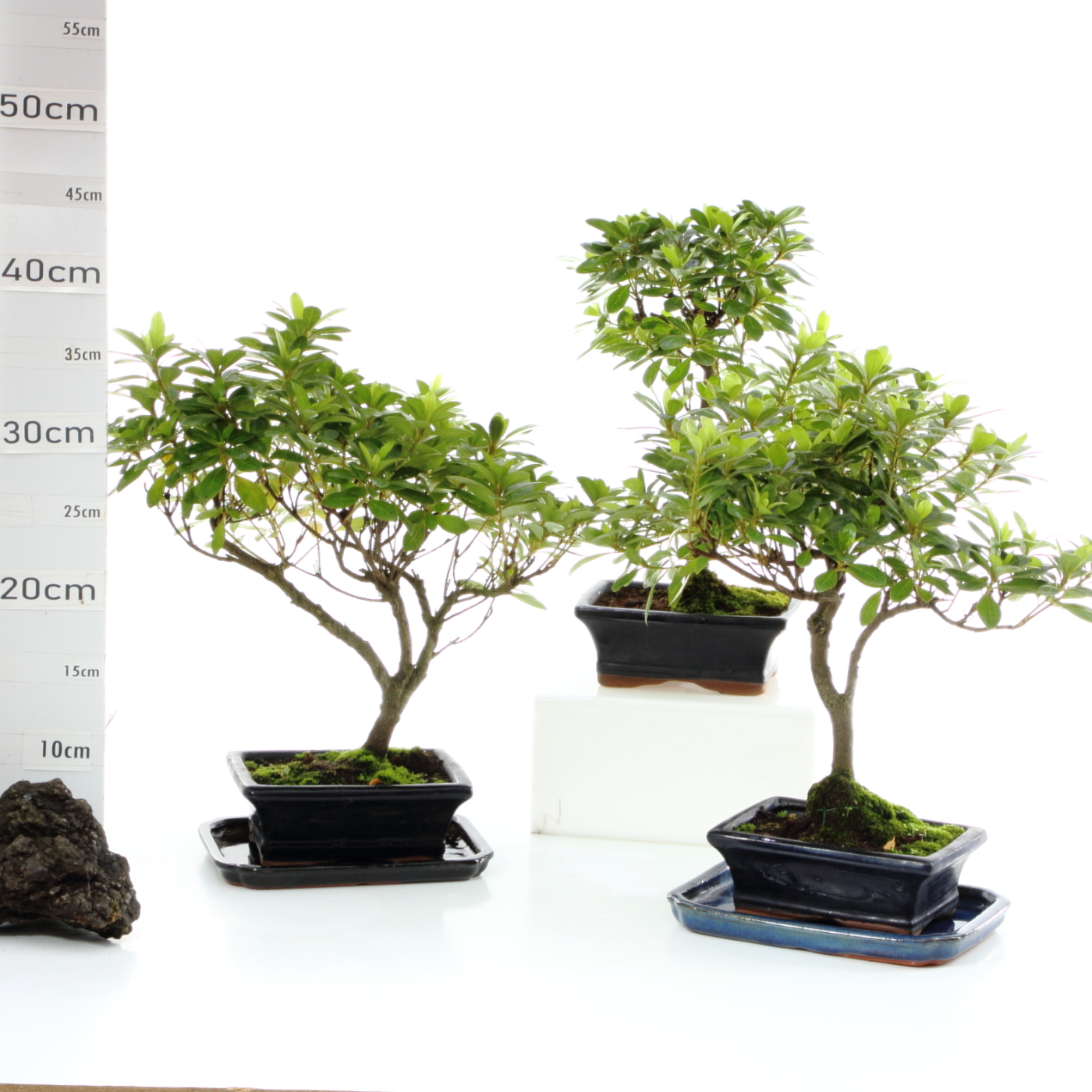 Azalée M3.2 pot d'origine+S