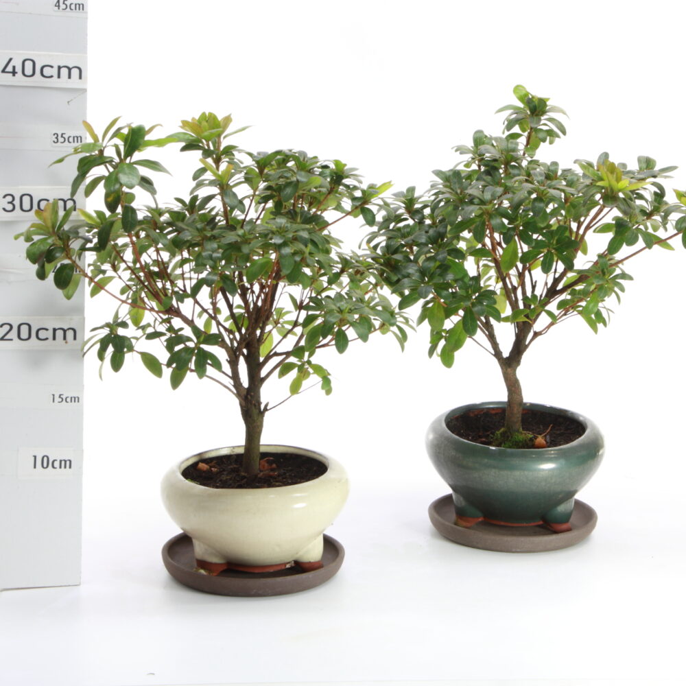 Azalée pot Yixing M3.2+S