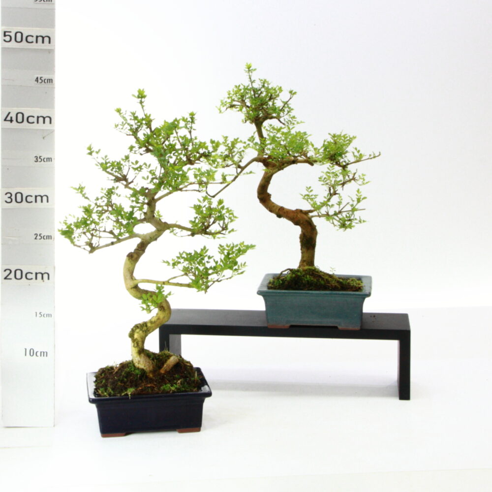 Fraxinus  pot Japon M3.7