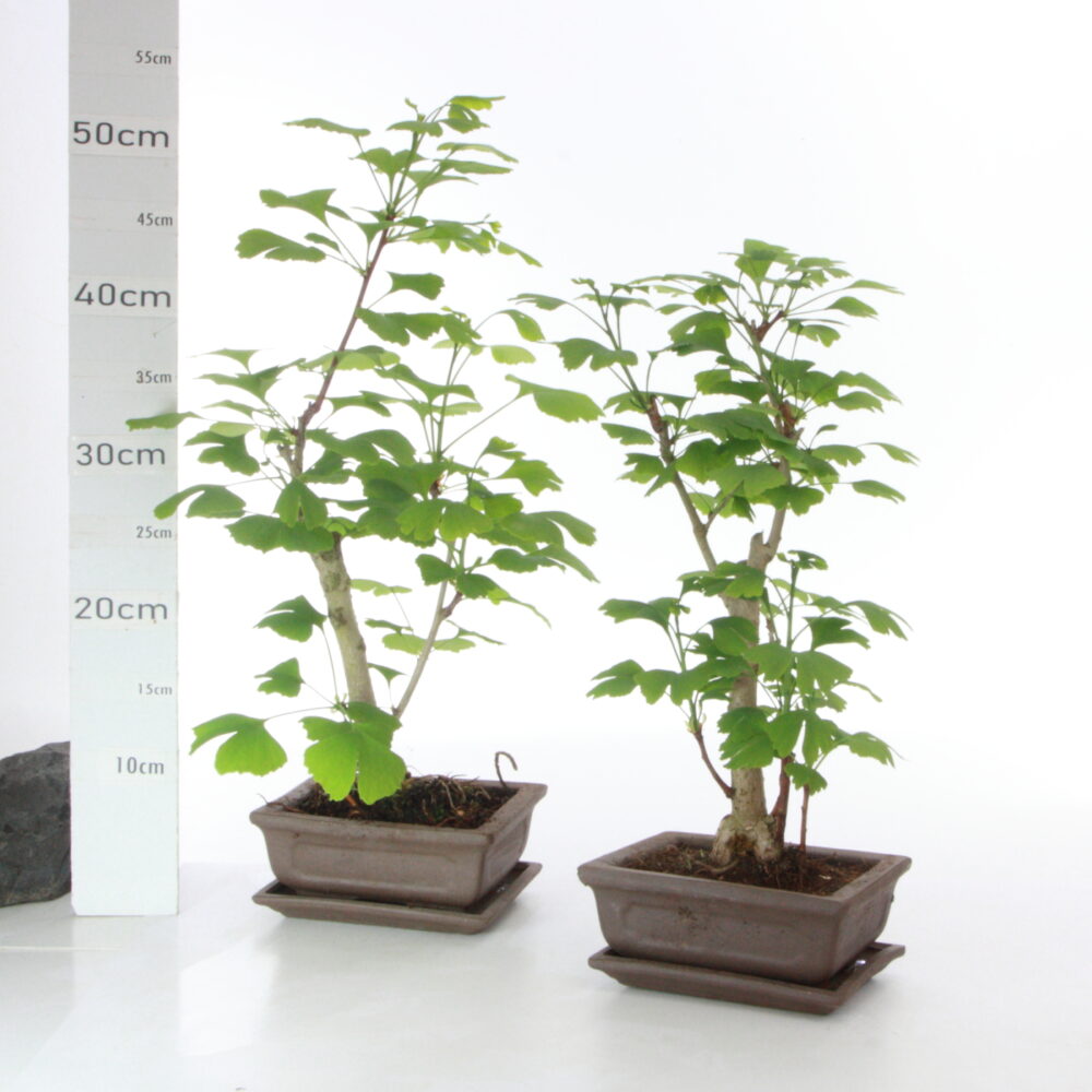Gingko biloba M4+S