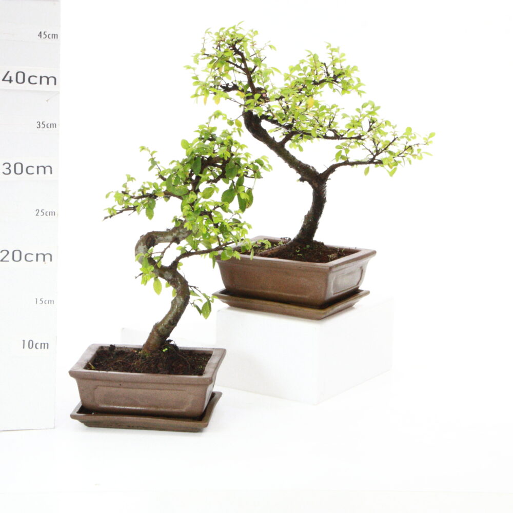 Zelkova Chinensis ét M3.2+S