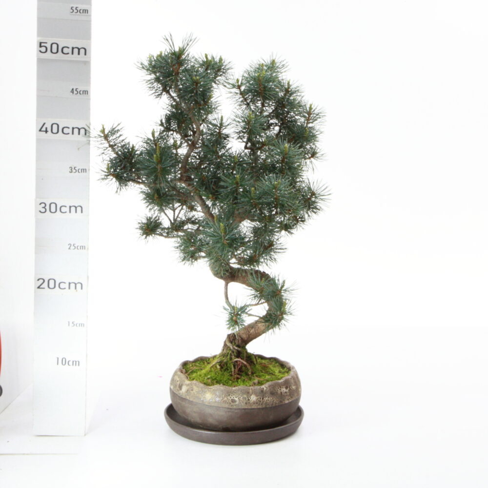 Pinus pentaphylla MRB8.5 pot Hana