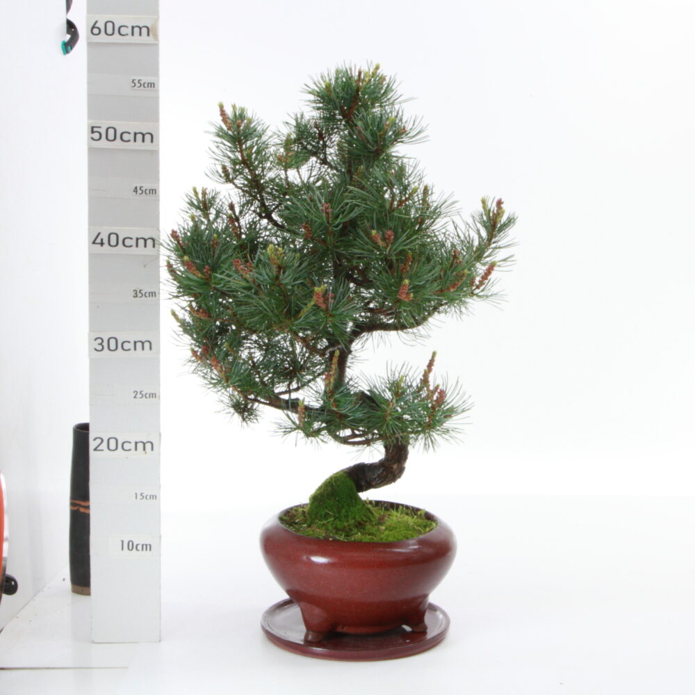 Pinus pentaphylla MRB9.5 pot Yixing