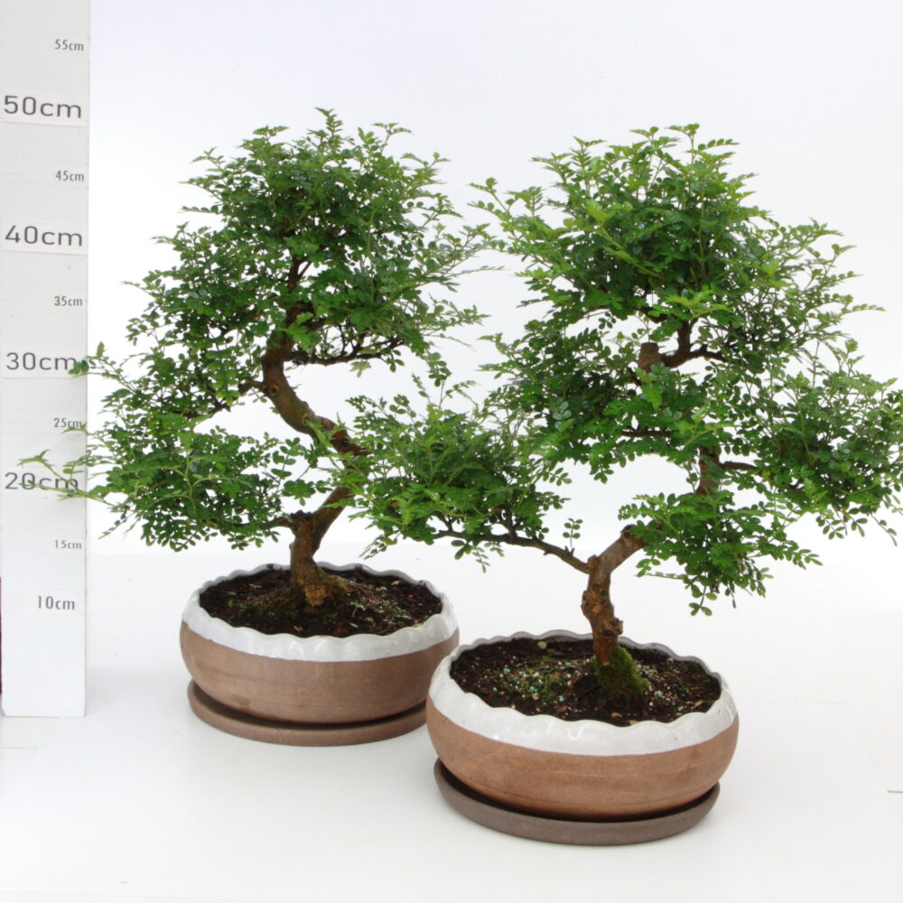 Poivier ét K6.5+S pot HanaØ23