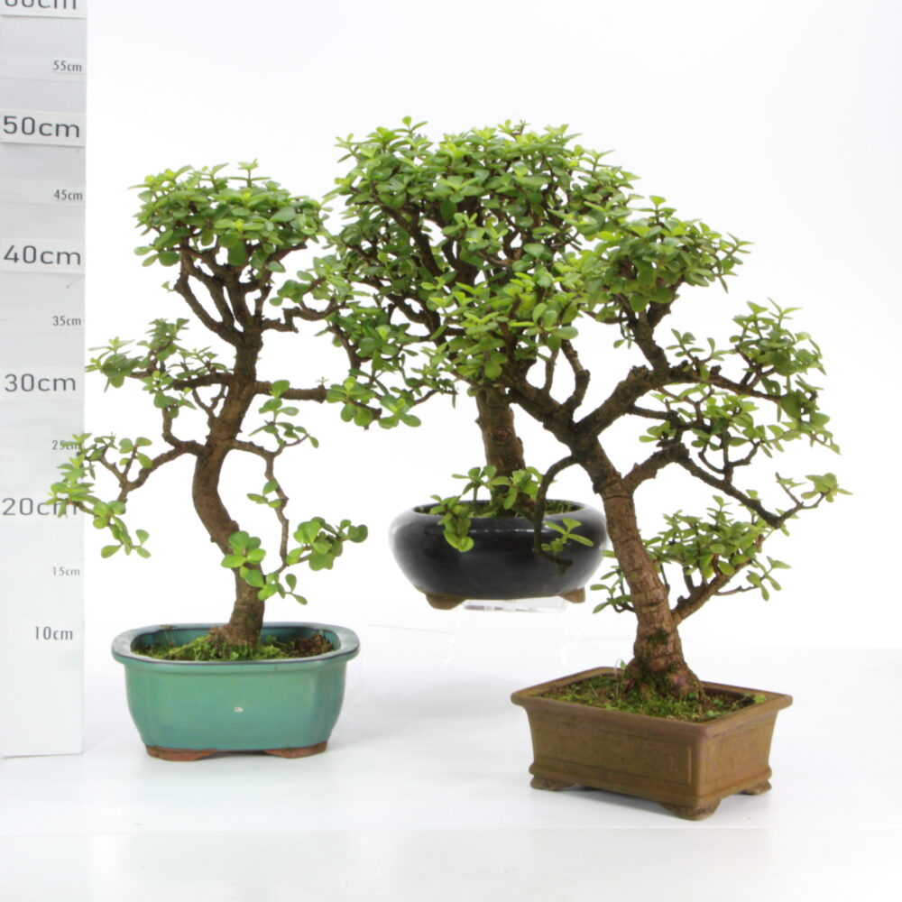 Portulacaria M6+S