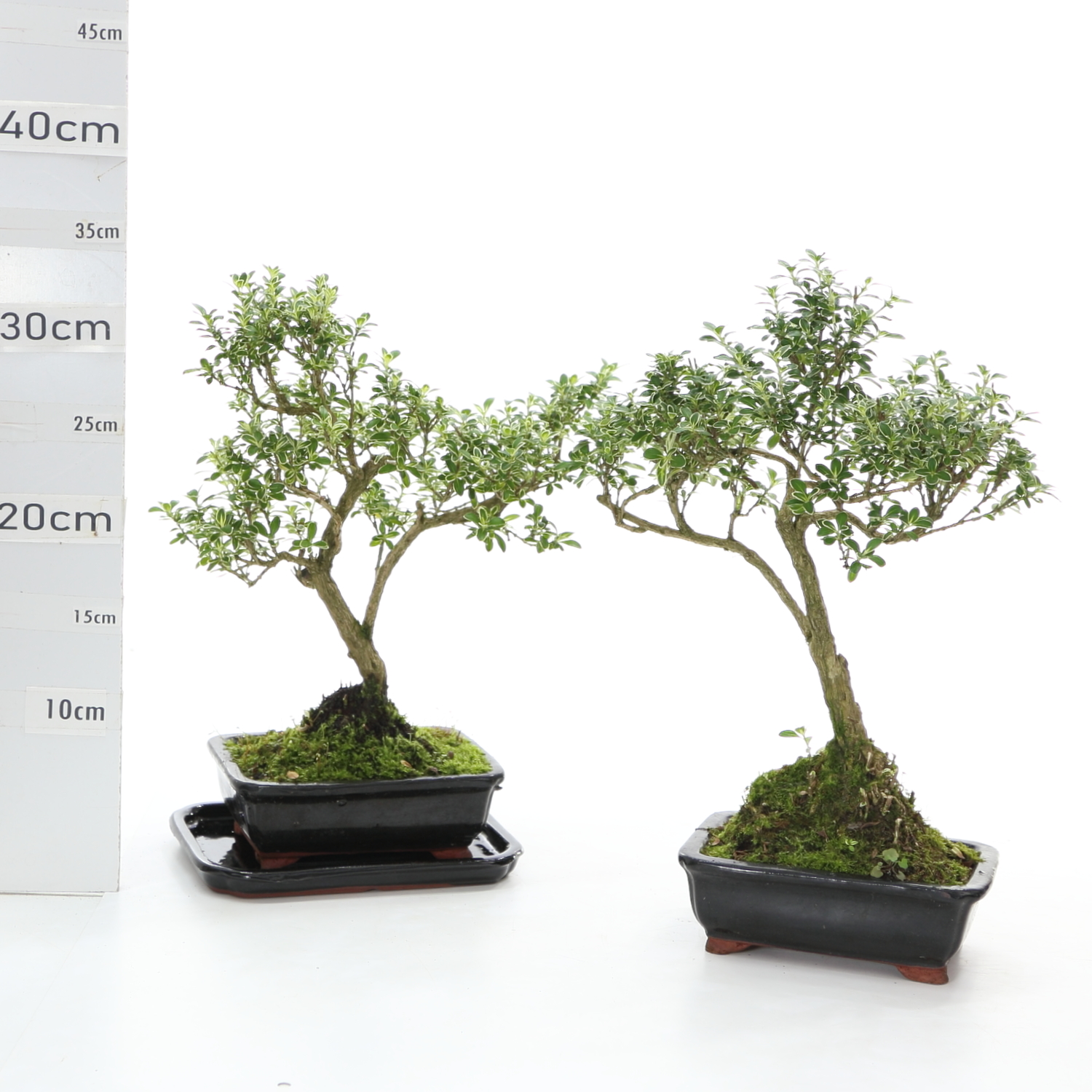 Serissa panaché étage M3.2+S