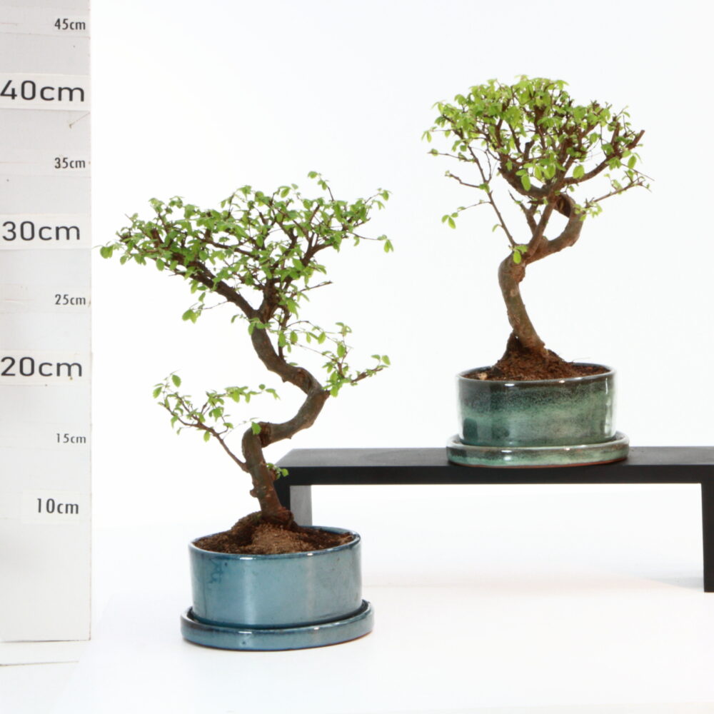 Zelkova chinensis ét M3.2+S