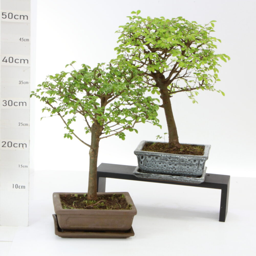 Zelkova Chinensis bl. M4.2+S