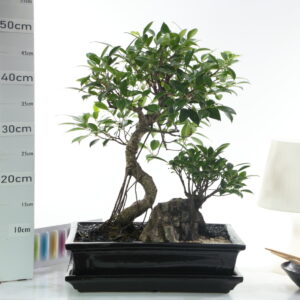 Ficus penjing M7.5