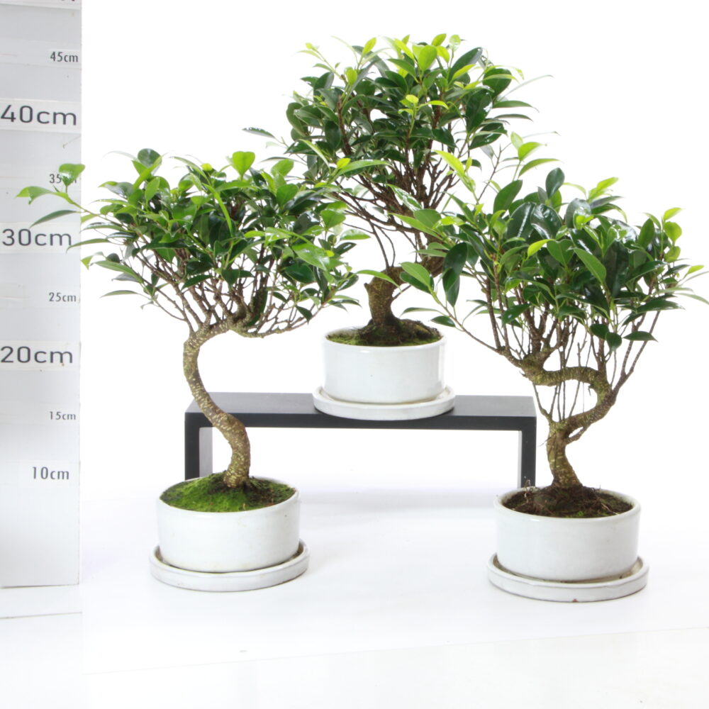 Ficus S bl pt Ruando M3.2+S