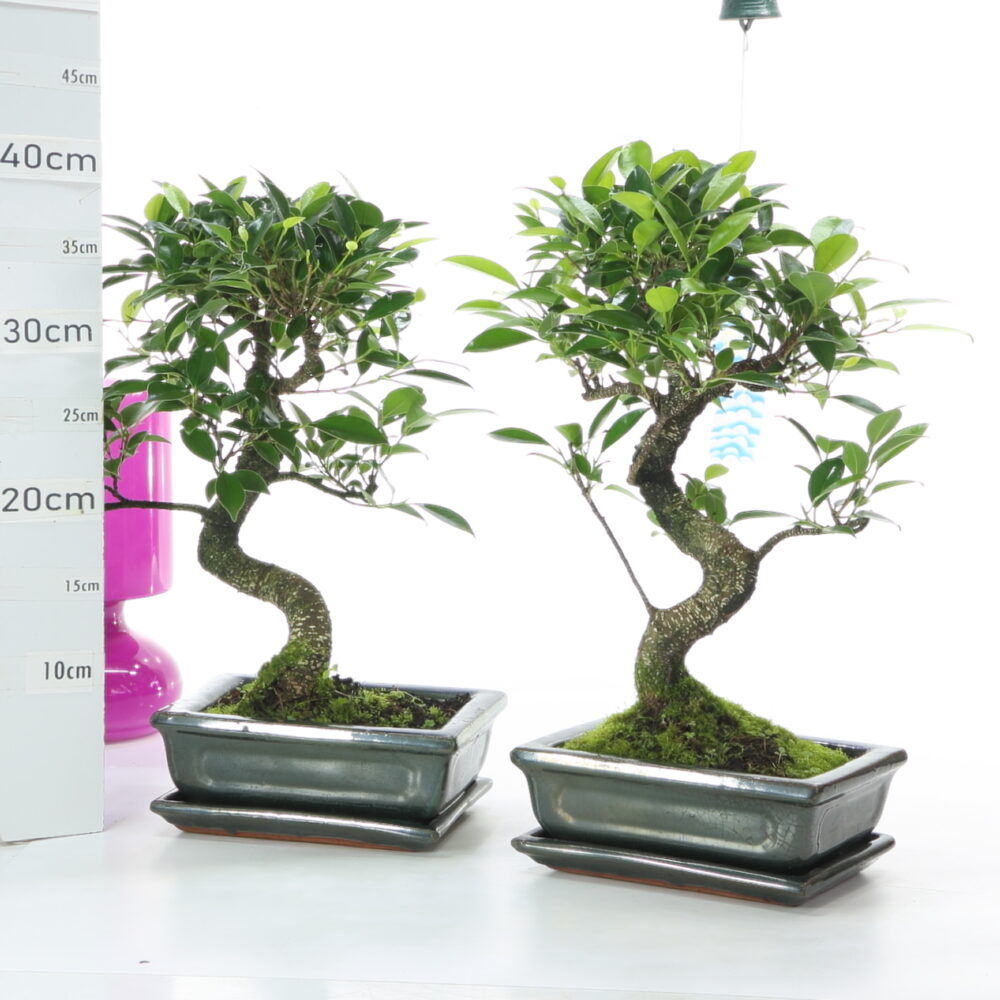 Ficus retusa éta. M4.2+S pr M4+S