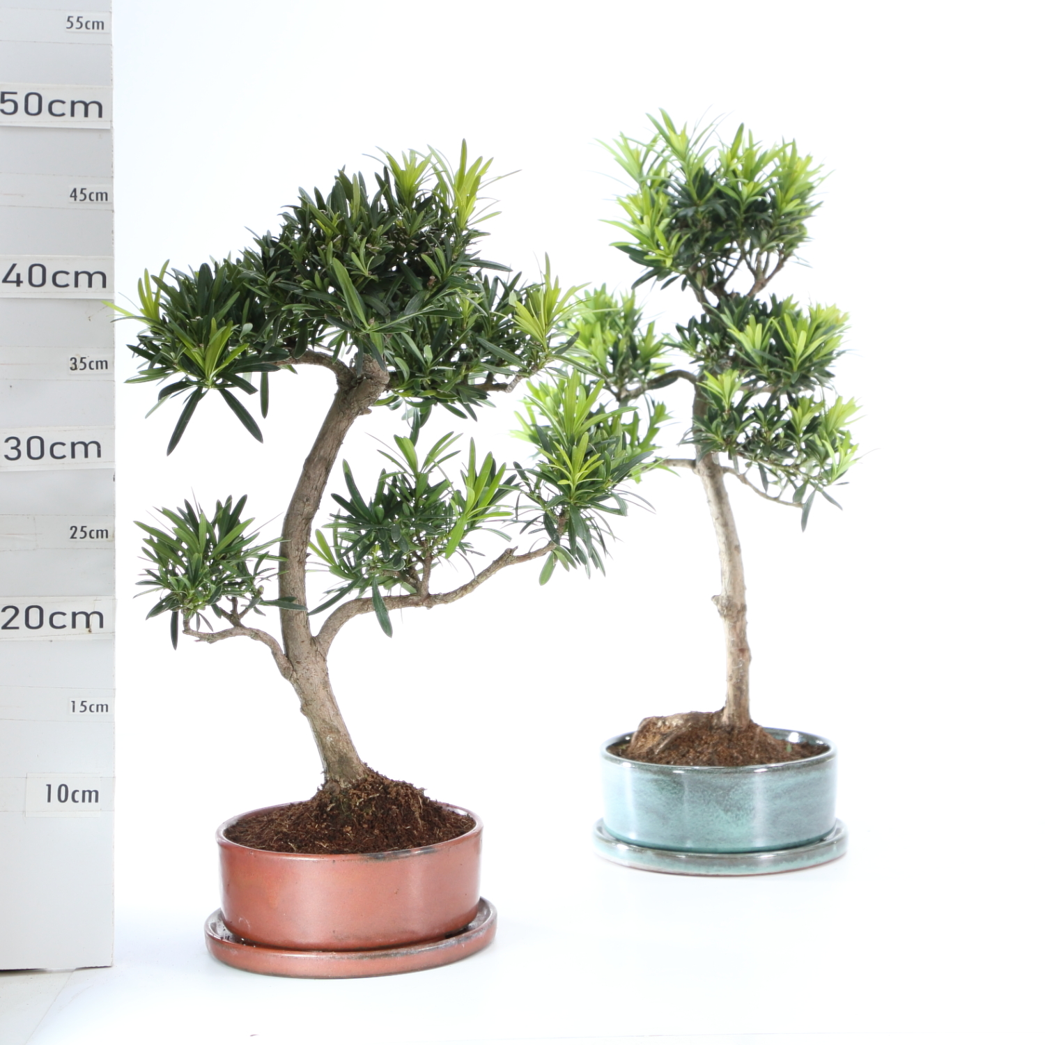 Podocarpus M5.5+S