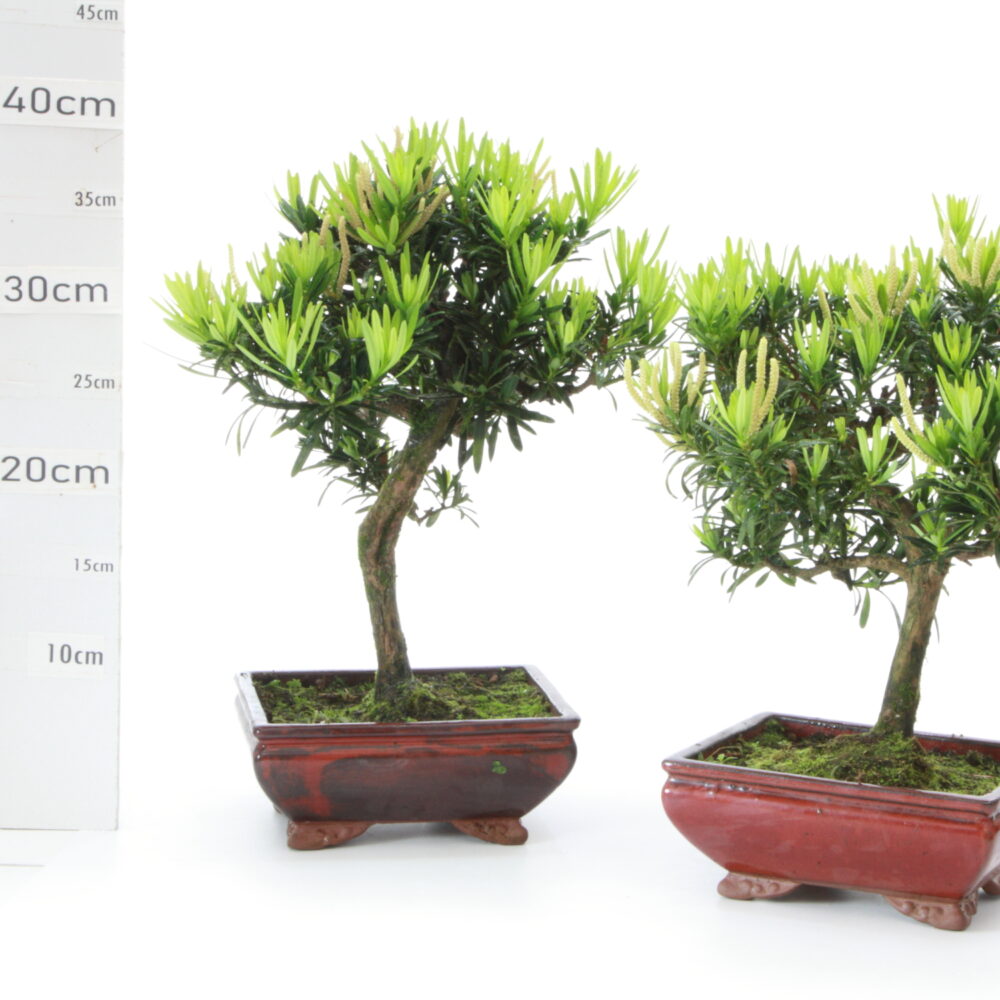 Podocarpus Male M5.5 Pin des Bouddhistes