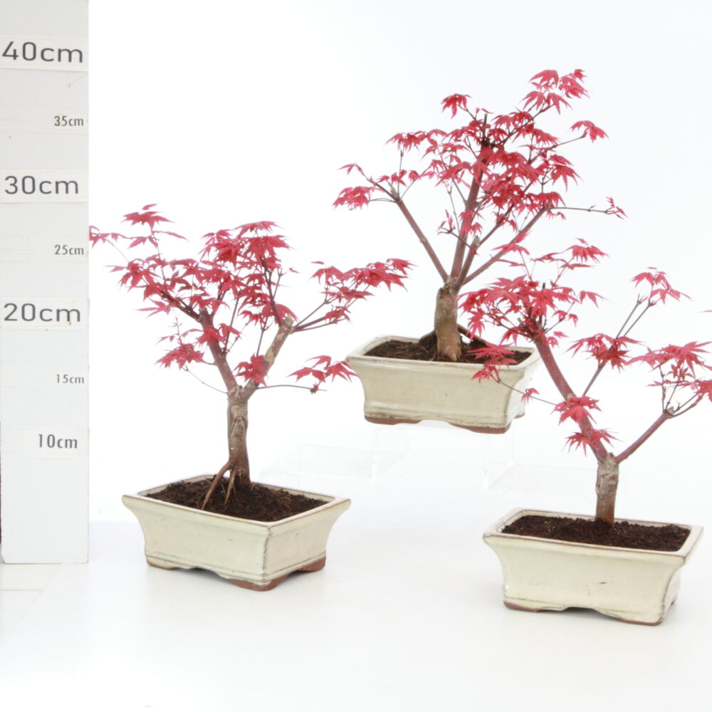 Acer palmatum deshojo pt 15
