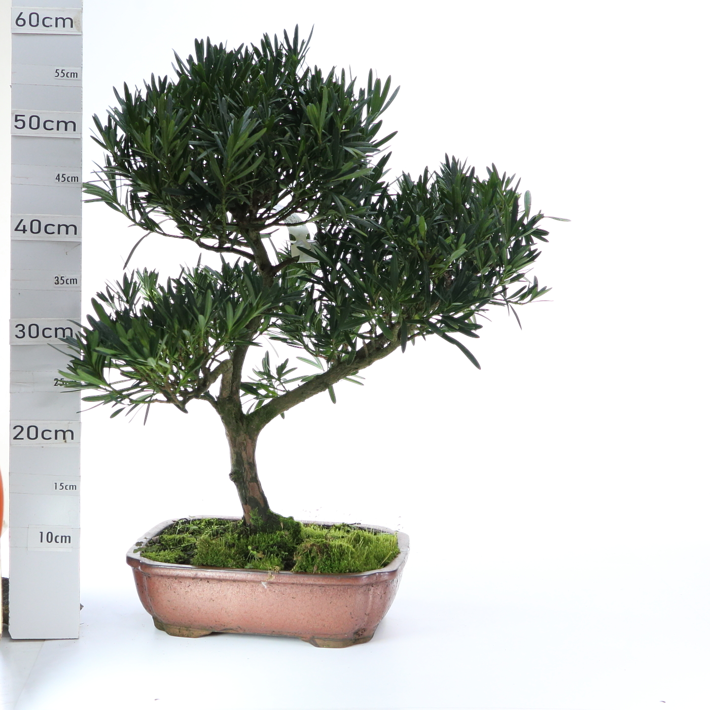 Podocarpus M7.2+S
