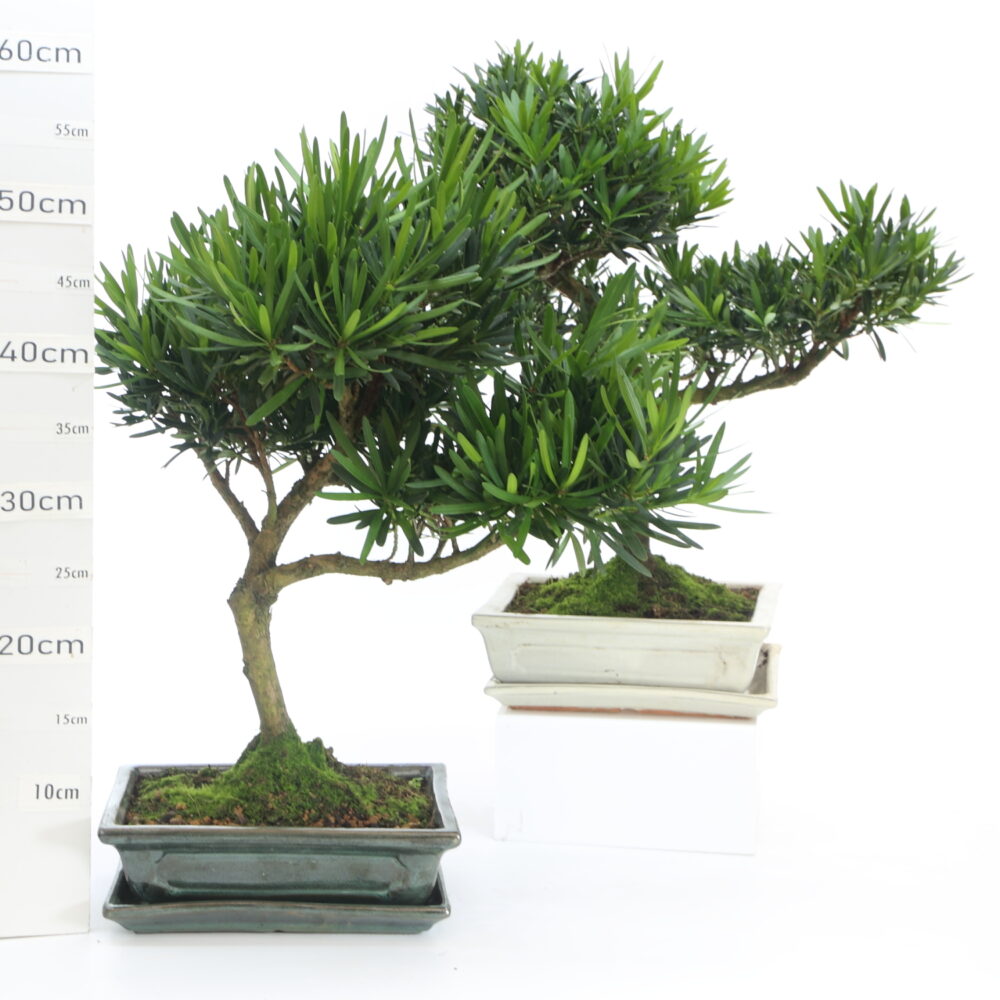 Podocarpus M7.2+S