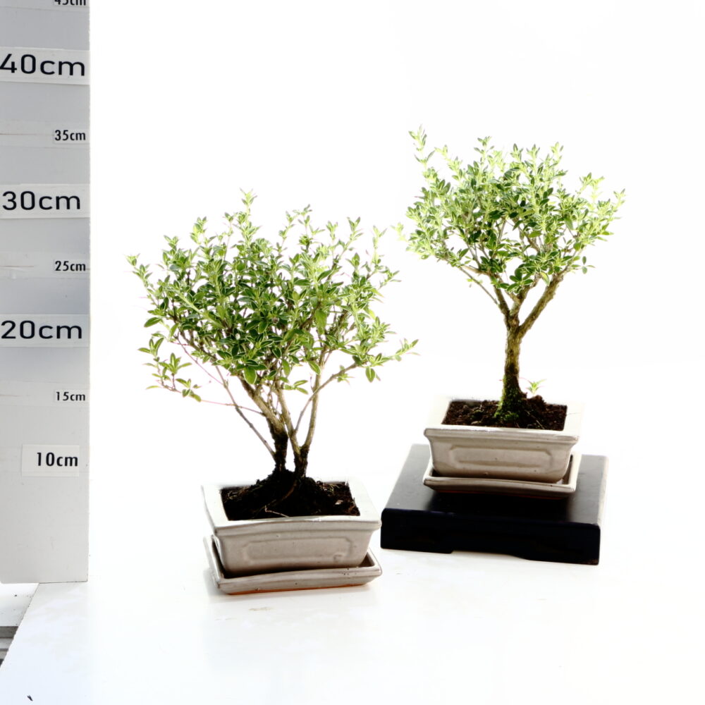 Serissa panaché balai M2.5+S