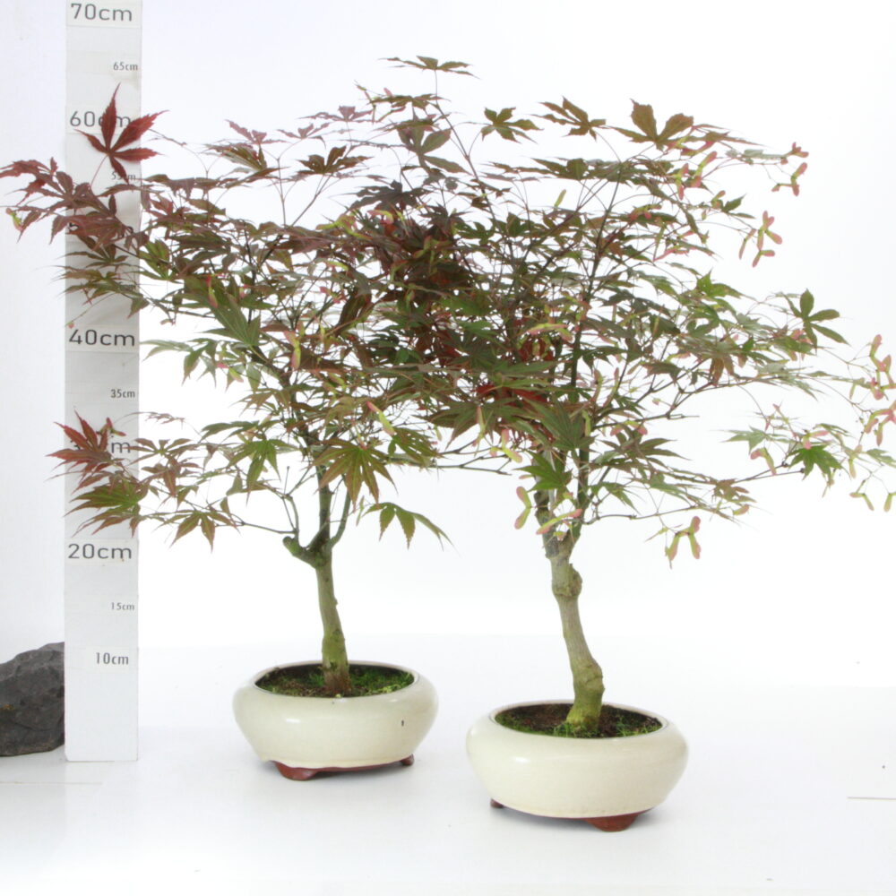 Acer palm. atropur. M5.5 pot Yixing