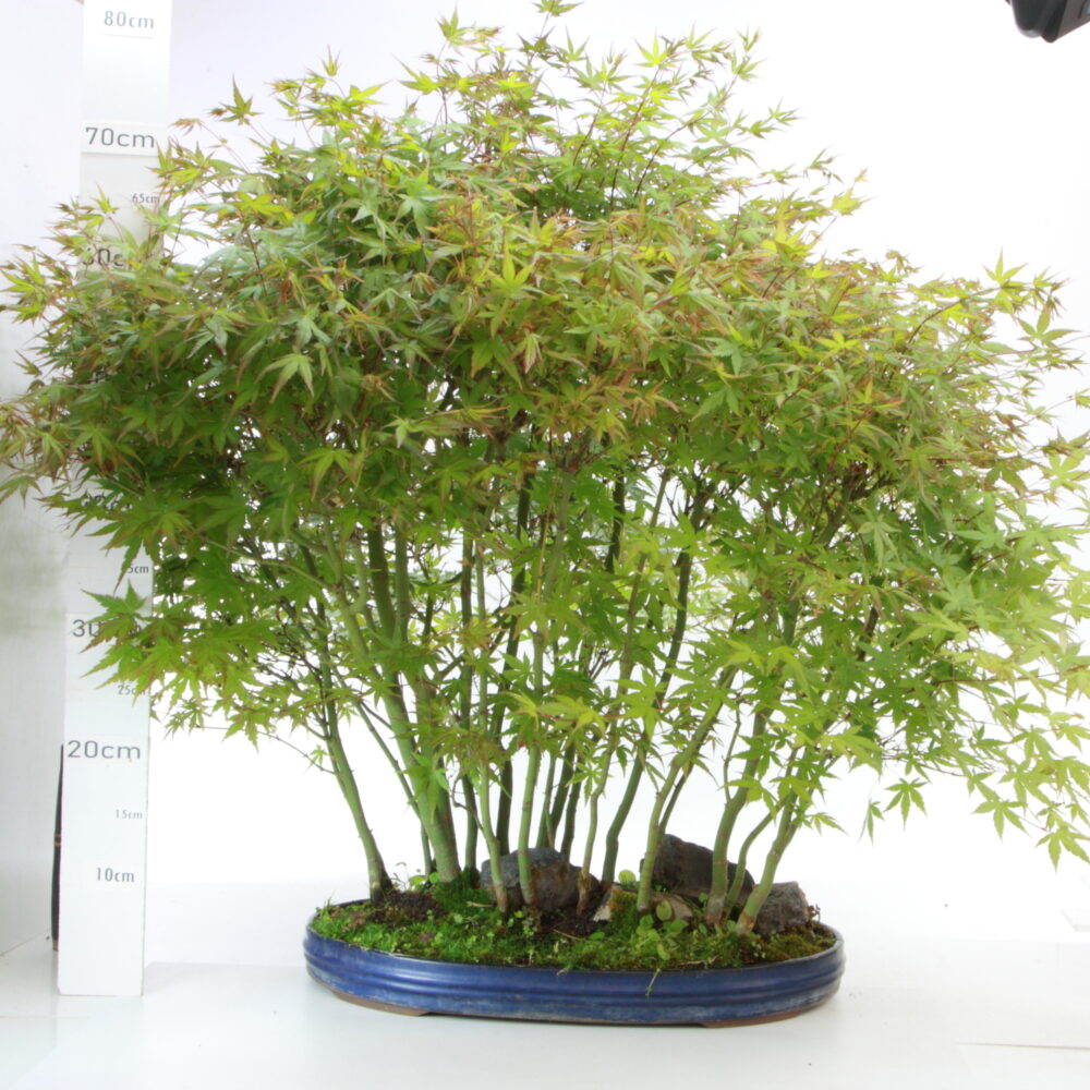 Acer palmatum M14.5 +de 20 ans pot Japon
