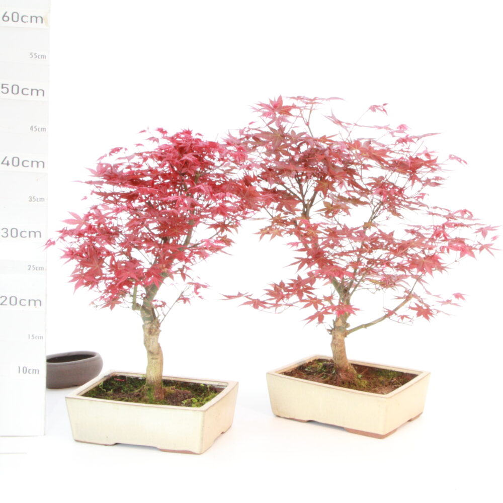 Acer palm. deshojo M6