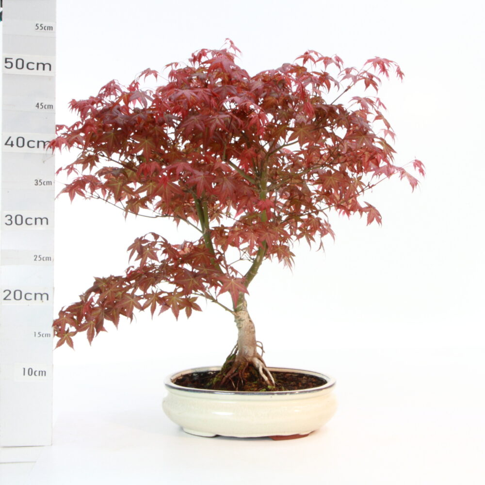 Acer palm. deshojo M7