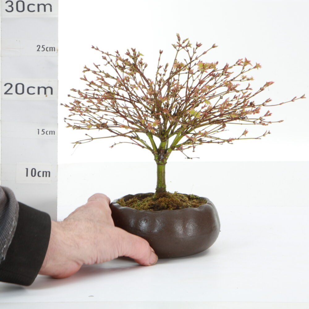 Acer palm. Kiyohimé pot Hana K7.5+S ptØ14cm
