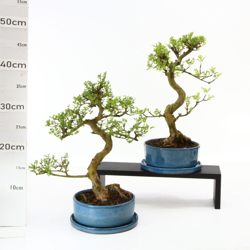 Fraxinus M5+S