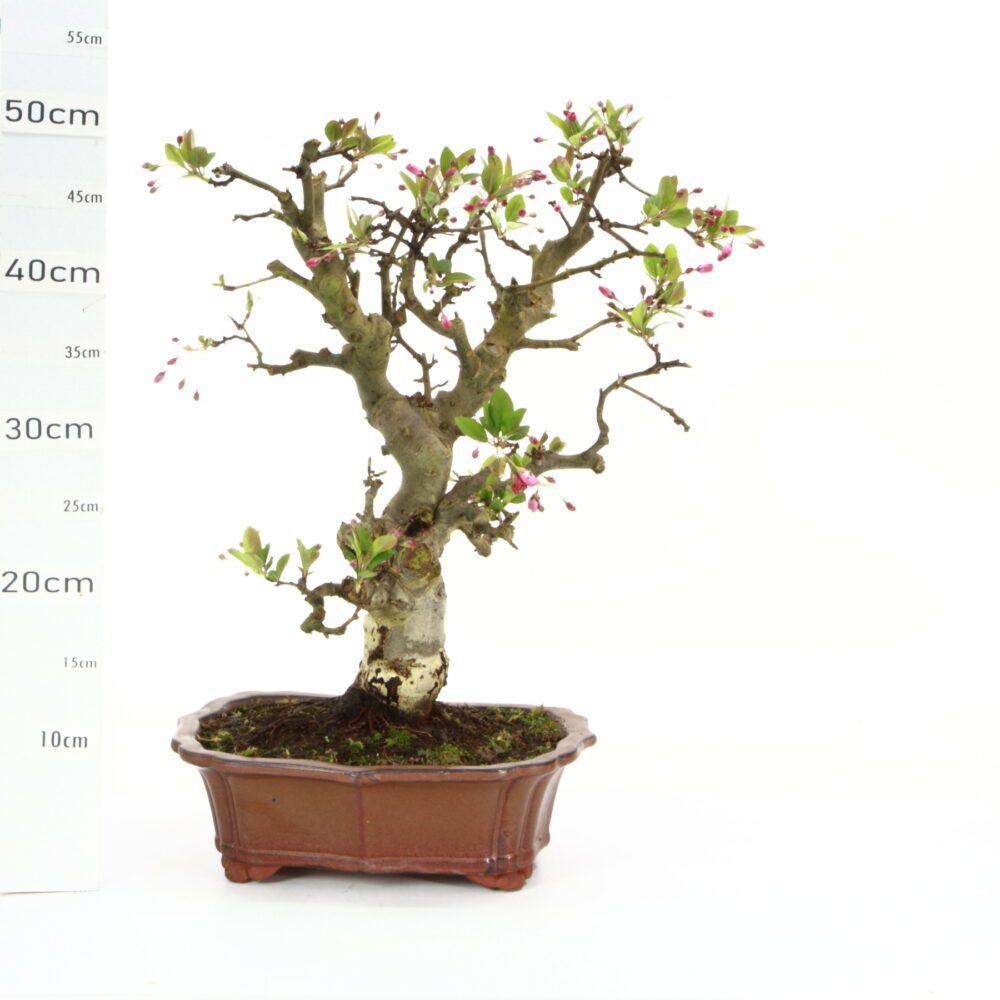Malus halliana M9 Japon,+de 30ans