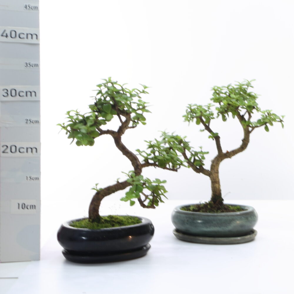 Portulacaria  ét. M3.2+S