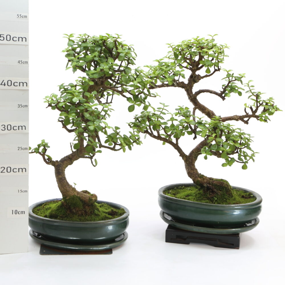 Portulacaria M6.5+S