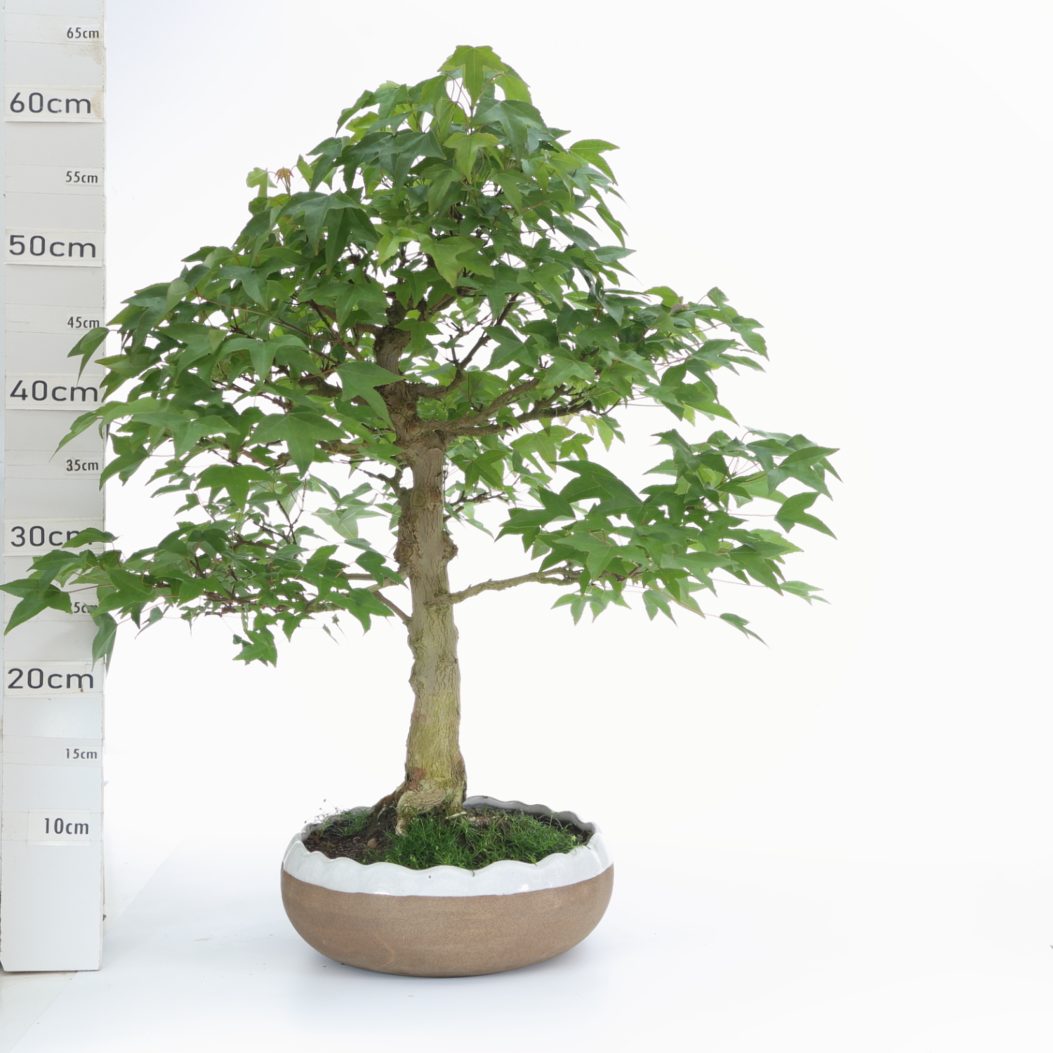 Acer M9 burger pot hana