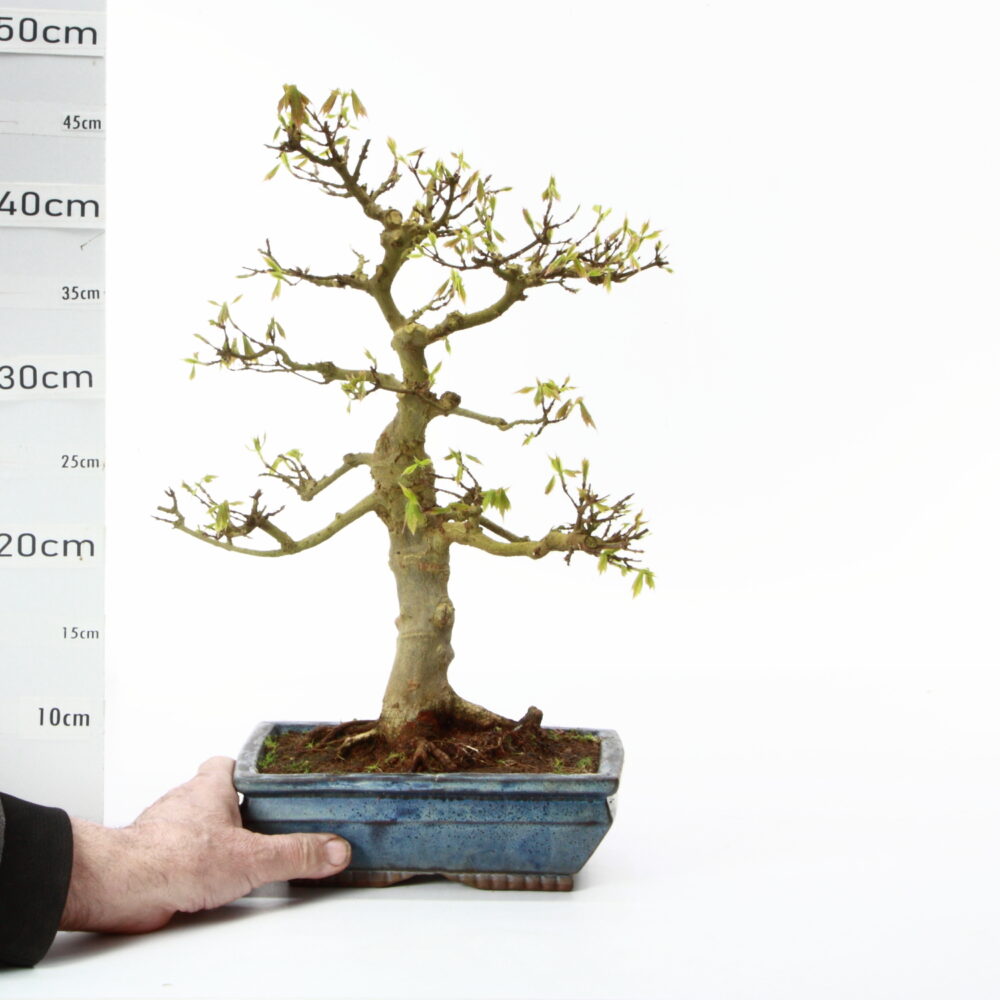 Acer burgerianum  pot Chinois M15.5