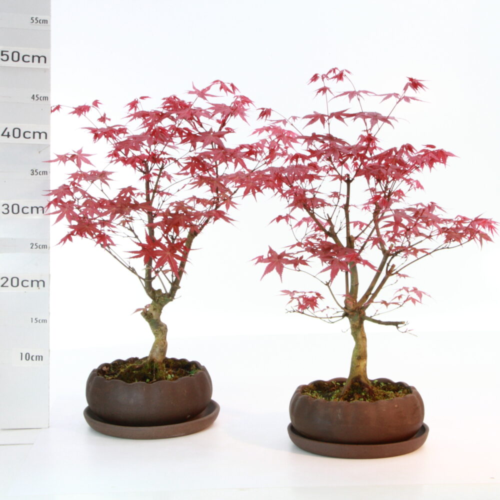 Acer palm. deshojo pot Hana K6.5+S Ø17cm