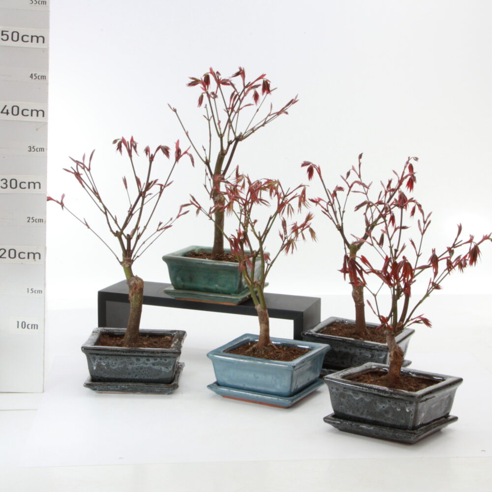 Acer palm. atropurpureum M3.2+S