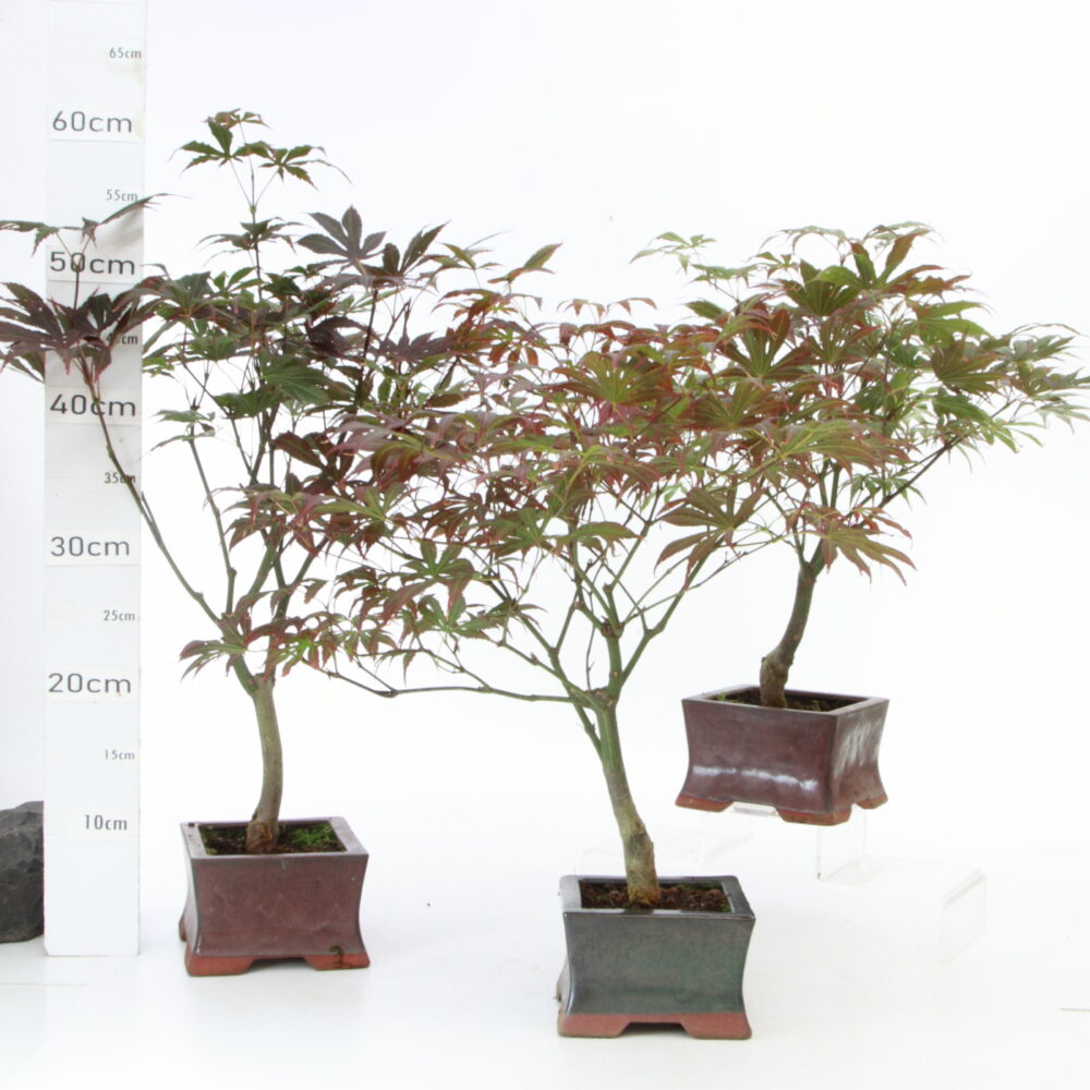 Acer palmatum atro M3.7