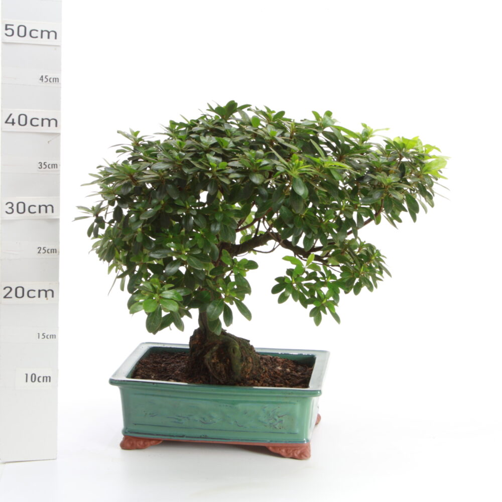 Azalée pot Coréen M7