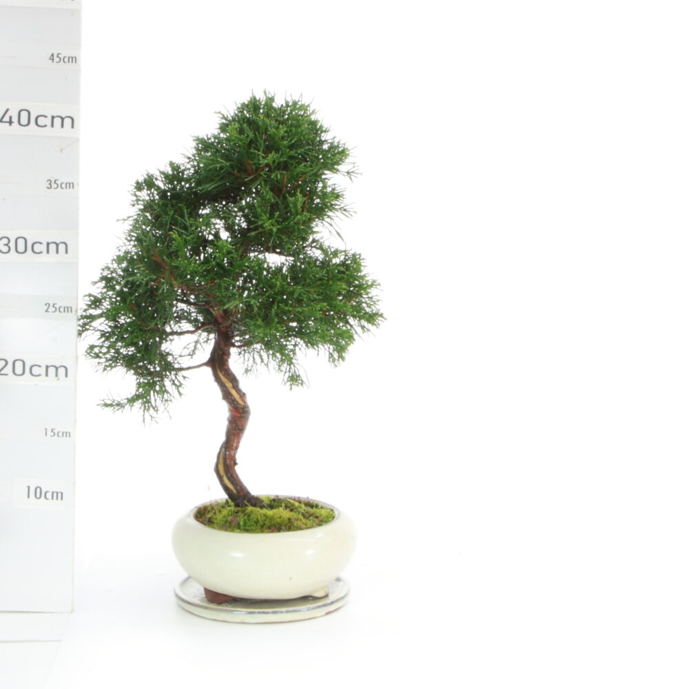 Juniperus itoïgawa M7.7+S